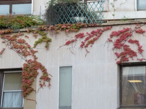 I like these red leaves on the wall