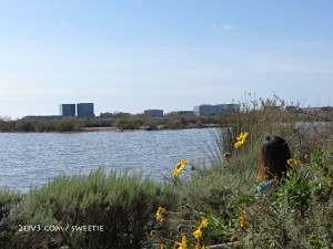 Surprising us when this wild place surrounded by a industrial city with streets and cars driving around