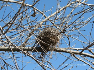 A bird net...that is reminding me of my hometown...