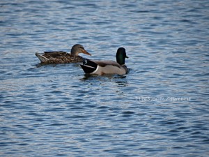 A coloful duck couple, guess what, the colorful one is a male :( 
