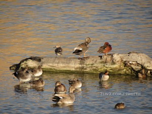 There are many different kinds of birds