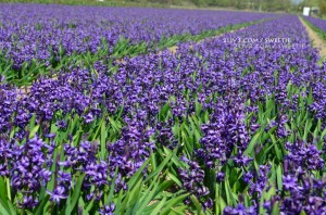 First we get to a field of purple hyacinth