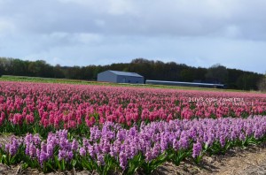 Then we get to another hyacinth field with different colors