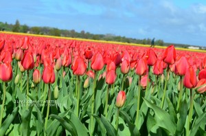 The next one we see is a gorgeous field of red and yellow tulips