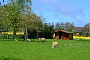 Continue walking and we get to a few sheep next to a field of yellow tulips