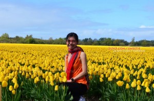 Yellow tulip field