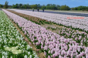 .... Again, a hyacinth field with  more colors