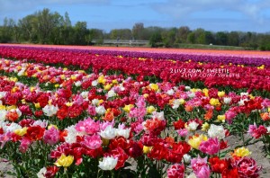 Fully bloomed tulips - so beautiful!