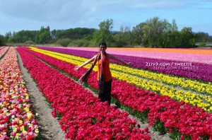 So many tulips in so many beautiful colors!