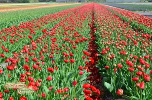 The flowers are cut so that the bulbs will grow bigger