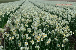 Daffodil field