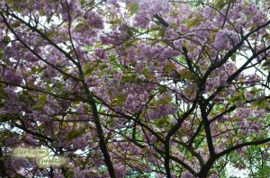 Cherry blossoms