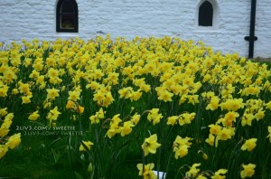 Yellow daffodils in font of the church across from the hotel