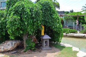 Found a mulberry tree by chance!