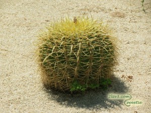 My favorite cactus